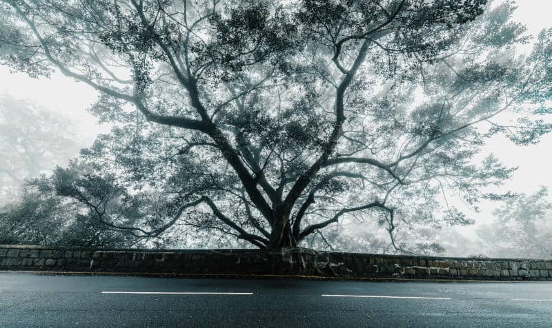 trees and roads